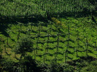 Photo - Vineyards and corn planted next to each other in Keda municipality.