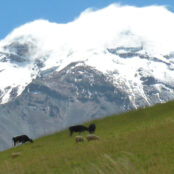 Cows and sheep on a grassy hill with Mount Chimborazo in the background