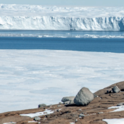 Tall cliffs of ice next to blue ocean and brown rocks in the foreground