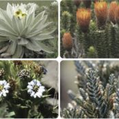 High Andean plants of the genus Compositae