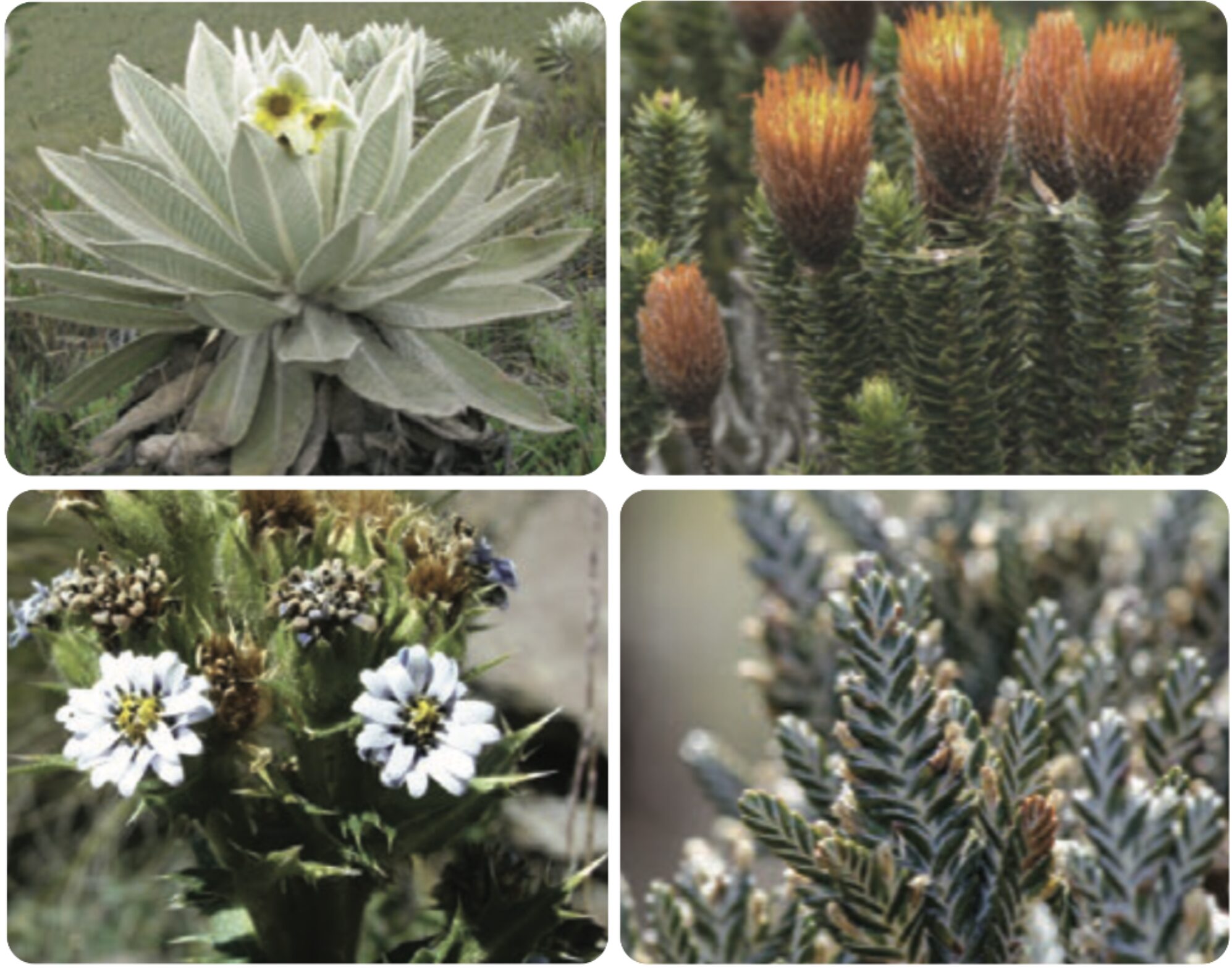 High Andean plants of the genus Compositae