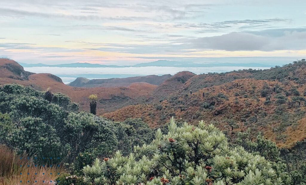 Paramo landscape