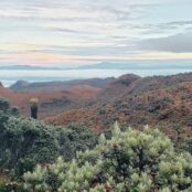 Paramo landscape