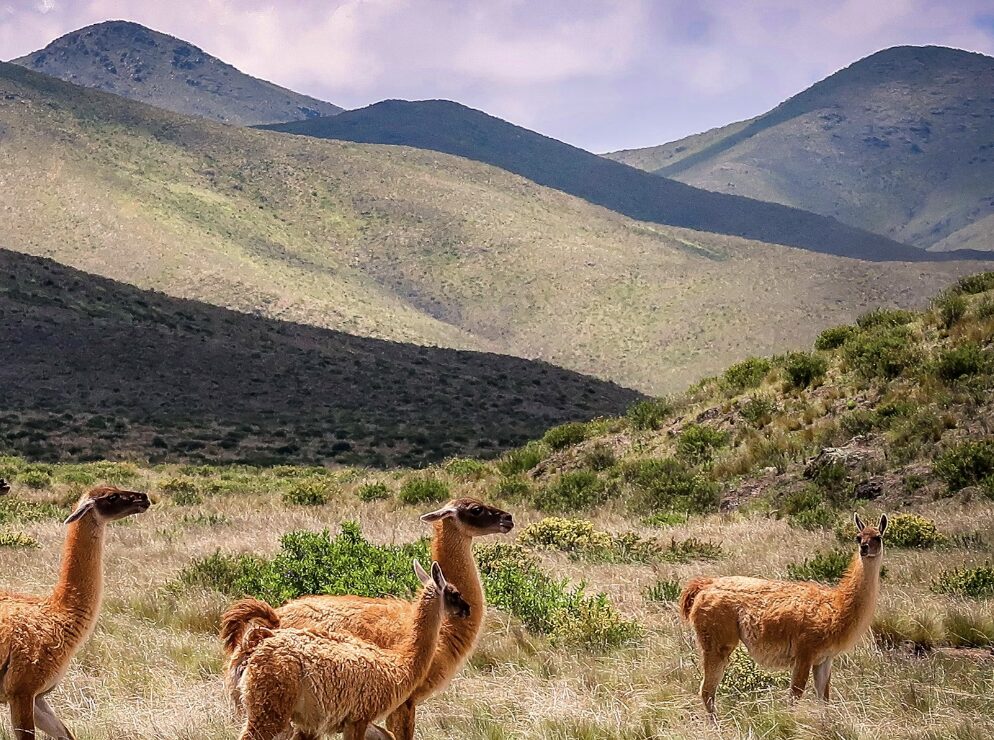 brown llamas on grass with mountain backdrop