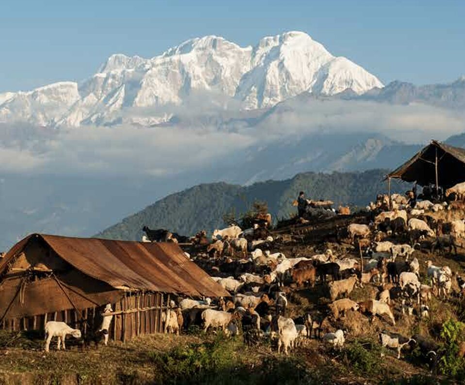 a flock of sheep grazing on a grassy slope with white mountains in background